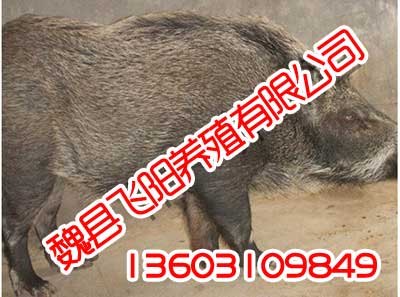 河北野猪养殖技术,河北野猪养殖技术,飞阳野猪养殖