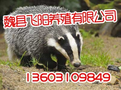 河北獾子养殖,河北獾子养殖场,飞阳野猪养殖