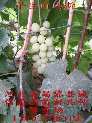 贵人香葡萄苗 贵人香葡萄苗价格