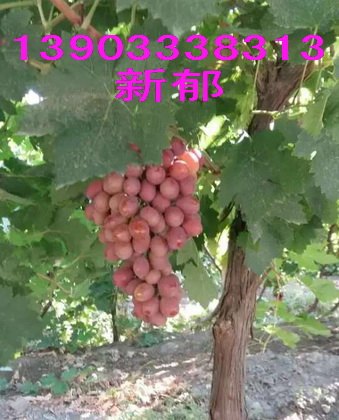 新郁葡萄苗 新郁葡萄苗价格