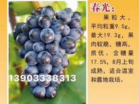 春光葡萄苗 春光葡萄苗价格