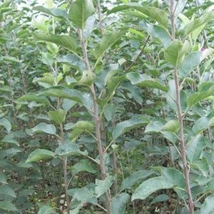 山西苹果苗 矮化苹果苗