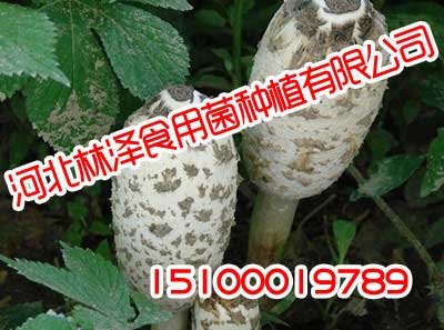 邯郸草菇,邯郸草菇种植基地,林泽食用菌