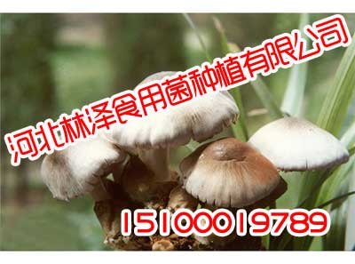邯郸草菇,邯郸草菇批发采购,林泽食用菌