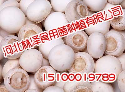 邯郸双孢菇,邯郸双孢菇就是好吃,林泽食用菌