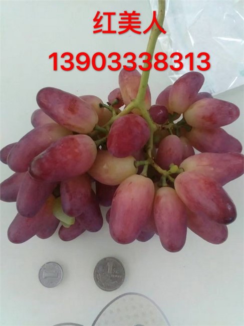 供应东方指葡萄苗 东方指葡萄苗价格