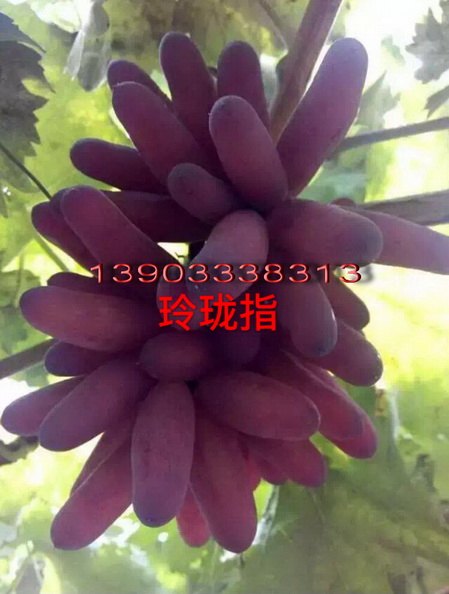 供应新品种葡萄苗 新品种葡萄苗价格