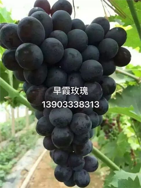 供应早霞玫瑰葡萄苗价格 早霞玫瑰葡萄苗价格