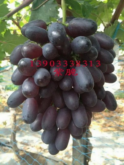 供应克瑞森葡萄苗价格 无核克瑞森葡萄苗价格