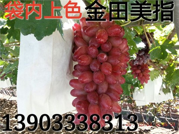 供应美人指葡萄苗 美人指葡萄苗价格