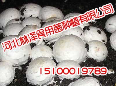 邢台双孢菇,邢台双孢菇厂家批发,林泽食用菌