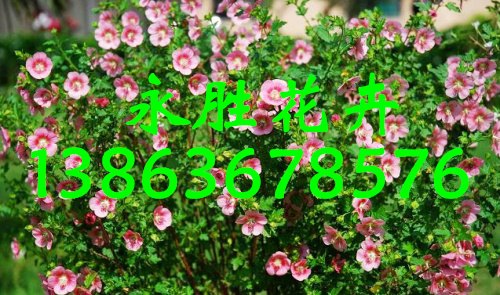 木槿花批发价格
