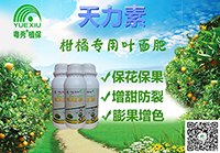 柑橘专用叶面肥效果好的柑橘叶面肥柑橘喷施什么叶面肥