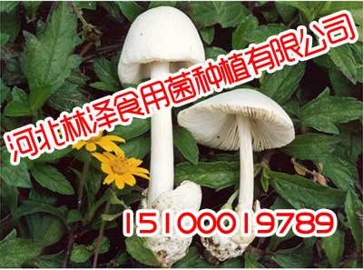 邢台草菇,邢台草菇批发采购,林泽食用菌