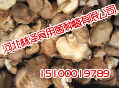河北草菇,河北草菇就是好吃,林泽食用菌