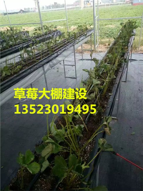 临汾冬暖式草莓温室大棚建设造价