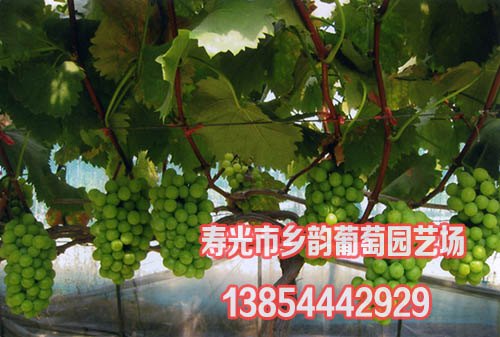 北方数字化标准葡萄园栽培技术