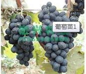 常年葡萄苗培育基地/河南葡萄苗