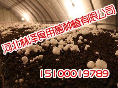 河北双孢菇,河北双孢菇种植基地,林泽食用菌