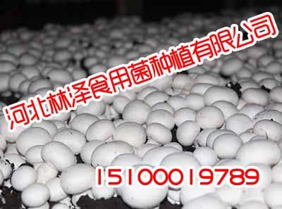 河北双孢菇,河北双孢菇厂家,林泽食用菌