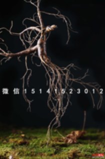 张坤人参野山参致富经央视采访阿鹏哥