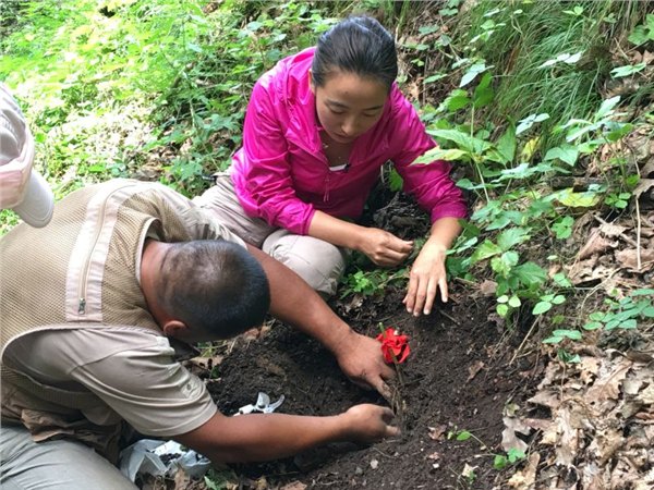 张坤人参野山参桓仁人参张坤