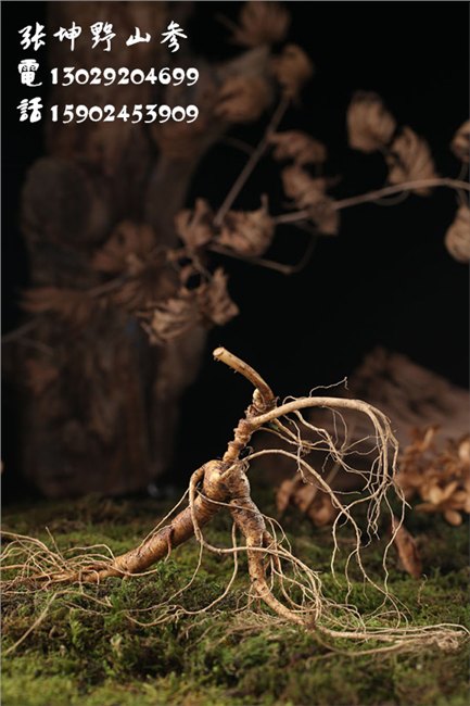 野山参桓仁野山参张坤
