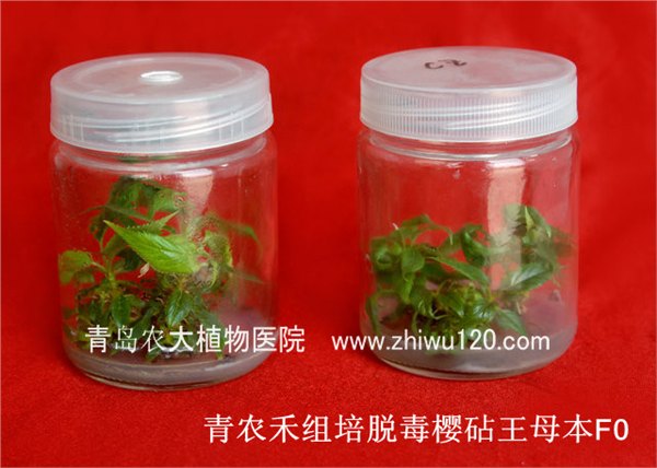 烟台青农禾脱毒苹果苗M9T337矮化苹果树苗