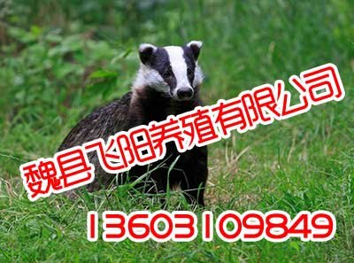 獾子养殖,质量信得过,飞阳野猪养殖