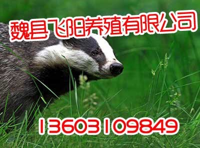獾子养殖,无中间差价,飞阳野猪养殖