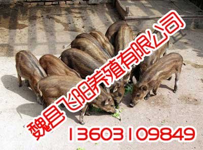 特种养殖,产品资质齐全,飞阳野猪养殖