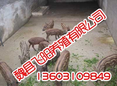 特种养殖,信誉保证,飞阳野猪养殖