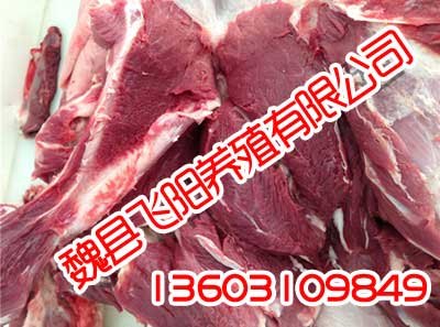 邯郸野猪肉,邯郸野猪肉哪家好,飞阳野猪养殖
