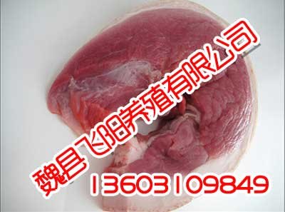 邯郸野猪肉,邯郸野猪肉的优点,飞阳野猪养殖