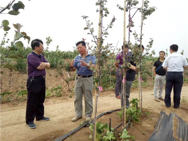 供应烟台脱毒苹果苗木
