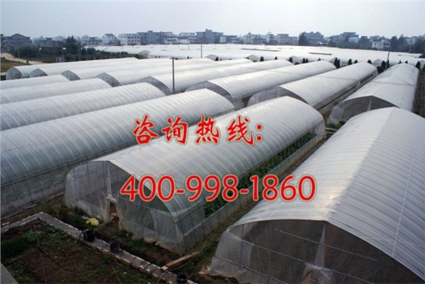 山东阳光板温室大棚 