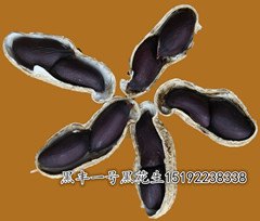 供应黑花生产地批发