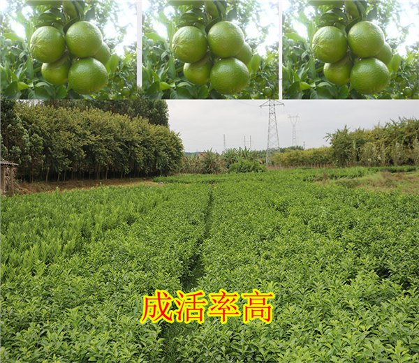 荔浦哪里有夏橙果苗批发基地