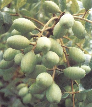供应01号橄榄苗 02号黄榄苗 黑榄苗 乌榄苗 工艺榄苗 榄子苗