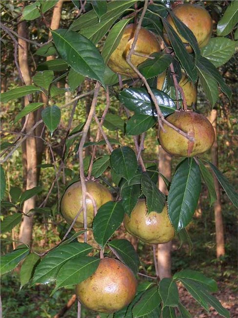 供应神州011号油茶苗 玉林茶籽苗油茶种子基地 良种大果红花油茶苗
