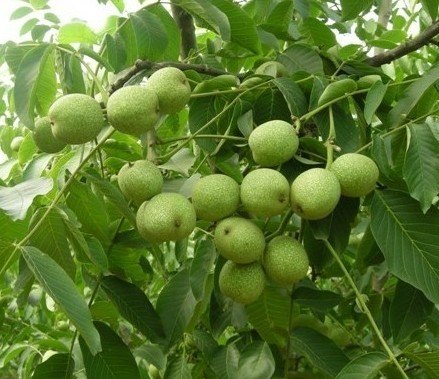 贵州香玲核桃苗基地，贵州香玲核桃苗品种，贵州香玲核桃苗特点