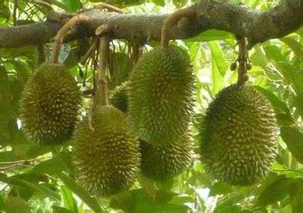 供应榴莲苗 红毛丹苗 山竹苗 毛荔枝 山竹水果 菠萝