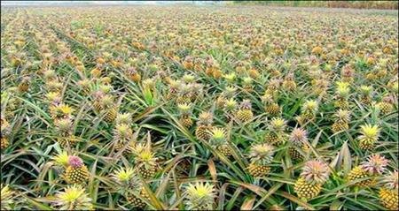 供应中国地菠萝产区 地菠萝苗基地 凤梨苗 玉林菠萝苗 地菠萝1号店