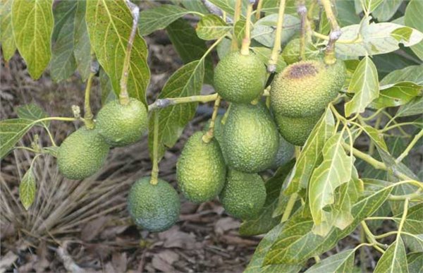 供应牛梨果苗培育中心 广西牛油果苗 牛奶果苗1号园 鳄梨果苗