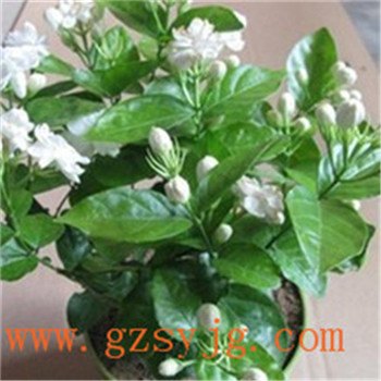 仿真樱花茉莉花树 茉莉花树树高度 幼儿茉莉花树树干