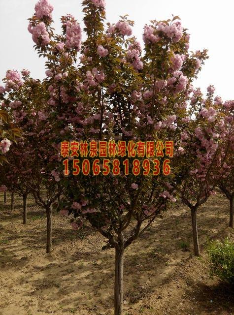 樱花树 泰安4公分樱花