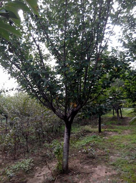 泰安樱花泰安8公分樱花