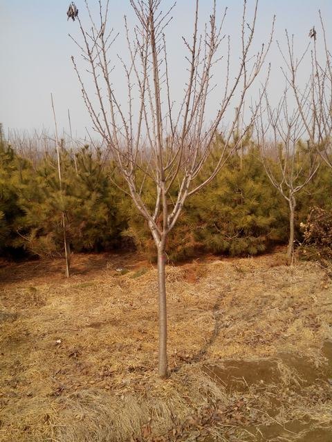 5公分樱花苗圃直销5公分樱花