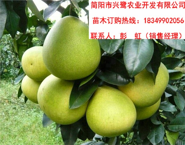 重庆柚子苗基地，重庆柚子苗价格，重庆柚子苗批发