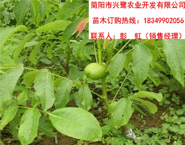 重庆核桃苗基地，重庆核桃苗价格，重庆核桃苗产量